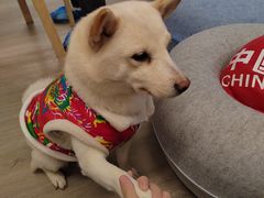 -柴迷FANS CLUB·柴犬狗咖·猫咖
