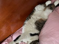 -宠爱国际动物医院·消化内科·心肾内科·ISFM猫友好(望京店)