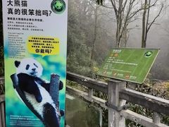 -中国大熊猫保护研究中心雅安碧峰峡基地
