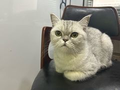 -pd派德宠物中心医院24H急重症·眼科中心·血液透析中心(嵩山北路店)