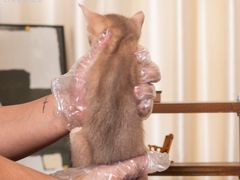 -小猫来了·猫舍(红山六九七九店)