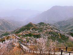 -大岭沟猕猴桃谷风景区