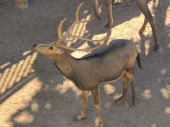 -西霞口神雕山野生动物世界