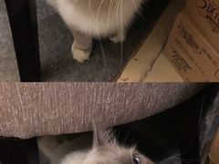 -猫色咖啡·猫咖
