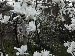 -金城公园