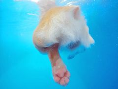 -超宠爱宠物摄影-Super pet