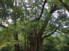 -西湖风景区十里琅珰-五云山