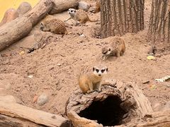 -北京野生动物园