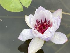 -中国科学院华南植物园