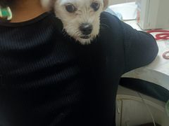 -关爱动物医院·心脏·中兽医·异宠(金牛路分院)