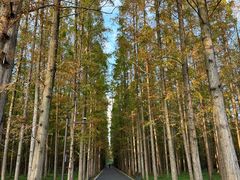 -东平国家森林公园