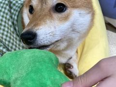 -逗柴咖啡屋·狗咖猫咖宠物桌游