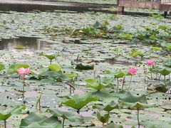 -新江湾城公园