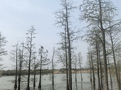 -九里湖国家湿地公园