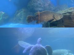 -广东惠东海龟国家级自然保护区