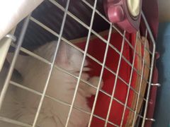 -美联众合动物医院·24h京西诊疗中心