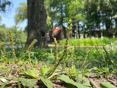 -上海共青森林公园