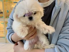 -宠爱多约克夏马尔济斯泰迪小型犬专卖