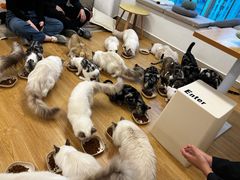 -有喵·猫咖·狗咖·30几只猫10只小狗(岗厦店)
