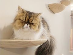 -More Fun猫咖 二十只万元加菲主题