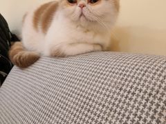 -滚猫咖啡·猫咖·猫友好撸猫(未来城店)