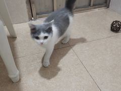 -lincat·猫舍(广州店)