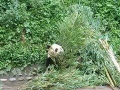 android_upload_pic-碧峰峡风景区