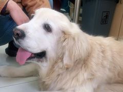 -美联众合动物医院·24h京西诊疗中心