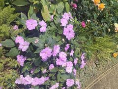 -人民公园(罗湖区)