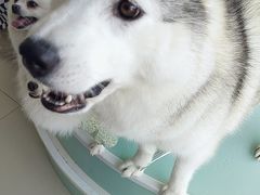 -怪兽屋·羊驼·猫咖·狗咖(俊华广场店)