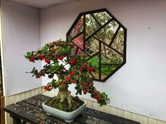 -香雪海