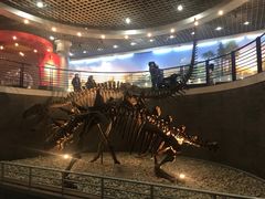 -国家自然博物馆