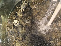 -仙螺岛海鲜自助餐厅(总店)