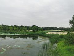 -东郊湿地公园