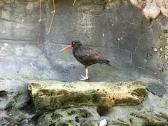 -西雅图水族馆