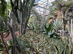 -呀路古热带植物园