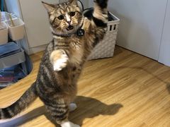 -啵啵喵·猫咖(攀华国际店)