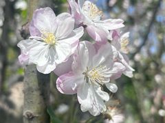 -FABIO’S费比欧披萨餐厅