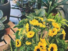 -植物学家的女儿(北马道巷店)