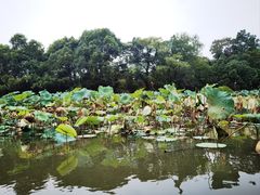 -西溪国家湿地公园