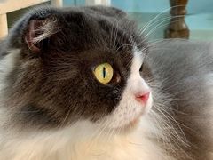 -李小姐の猫咖啡馆(五角场店)
