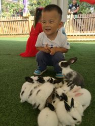 -萌宠亲子动物乐园(槐房万达店)