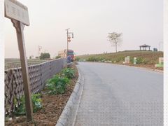 -大塘金香草谷