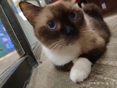 -猫咪博物馆(顶澳仔猫街店)