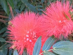 -亚龙湾国际玫瑰谷