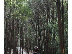 -火炉山森林公园