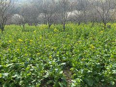 -苏州上方山国家森林公园