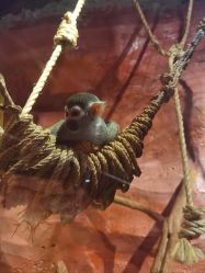 -Zoolung Zoolung动物主题公园(海信广场店)