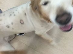 -芭比堂动物医院·犬猫全科·异宠专科(雁塔分院)