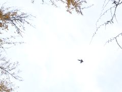 -三里屯东五街银杏大道